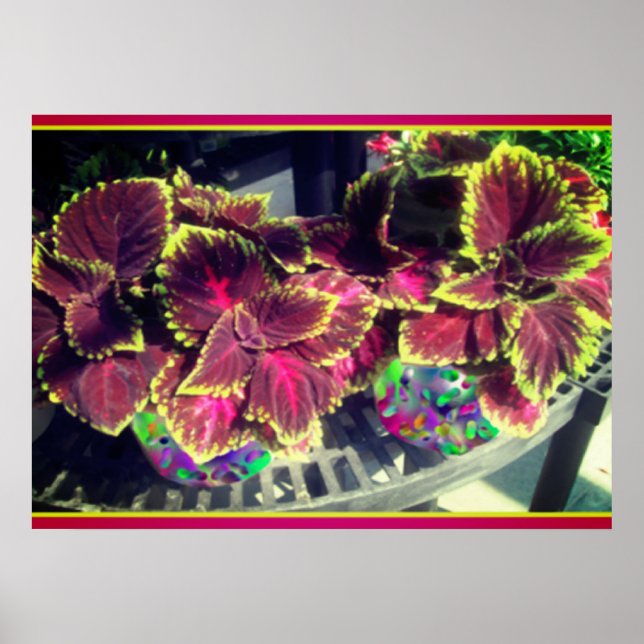 Coleus Plant Poster (Front)