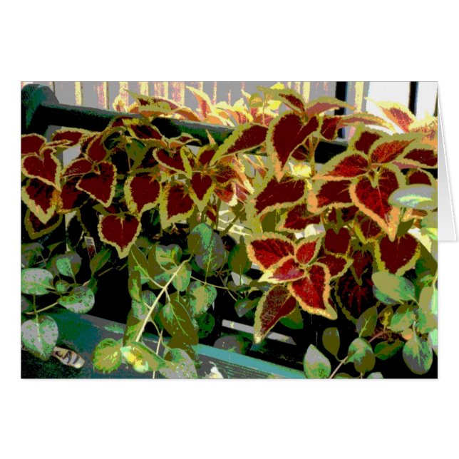 Coleus Plants (Front Horizontal)