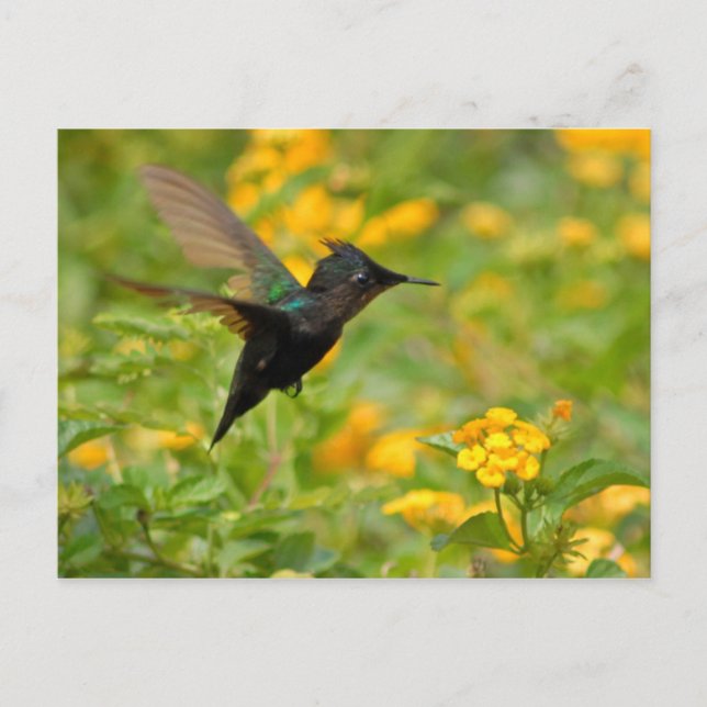 Colibri Postcard (Front)