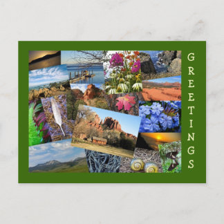 Collage of Nature & Wildlife Postcard