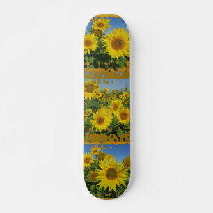collage of sunflower in blue sky summer skatboard skateboard