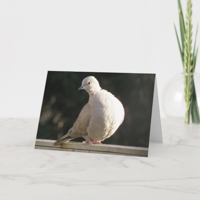 Collared Dove Greeting Card (Front)