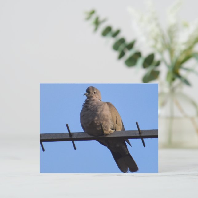 Collared Dove Postcard (Standing Front)