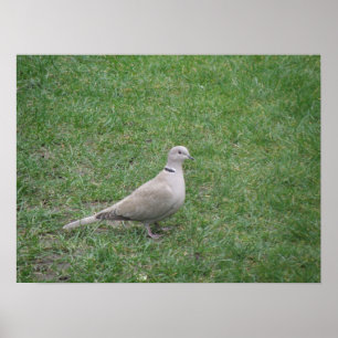 Collared Dove Print