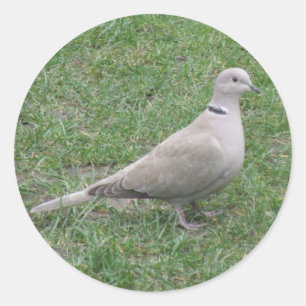 Collared Dove Sticker