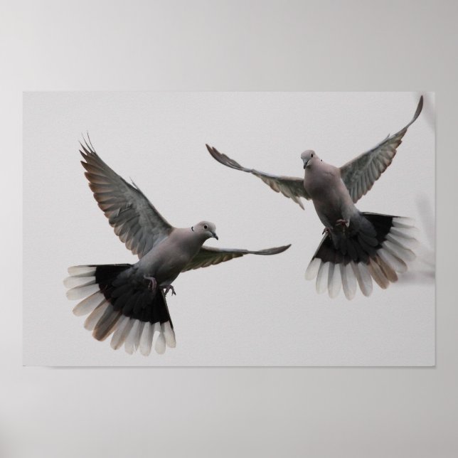 Collared Doves Poster (Front)