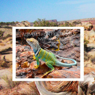 Collared Lizard, Alibates Flint Quarries, Texas Postcard