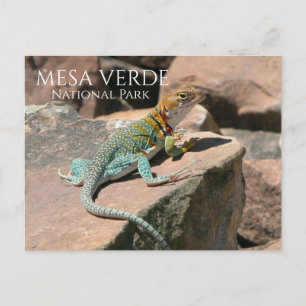 Collared Lizard on Rock, Mesa Verde NP, Colorado Postcard