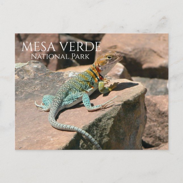 Collared Lizard on Rock, Mesa Verde NP, Colorado Postcard (Front)