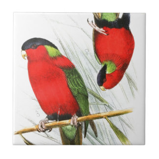 Collared Lory Tile
