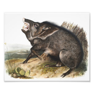 Collared Peccary Dycoteles torquatus Illustration Photo Print