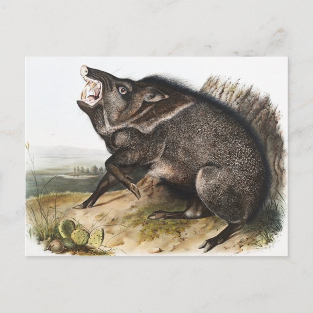 Collared Peccary Dycoteles torquatus Illustration Postcard (Front)