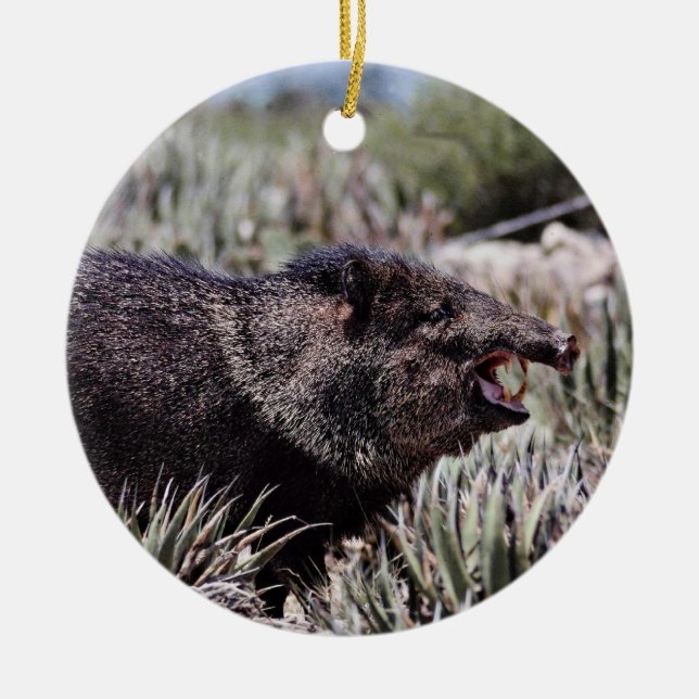 Collared peccary (javelina) yawning amid flowering ceramic tree decoration (Front)