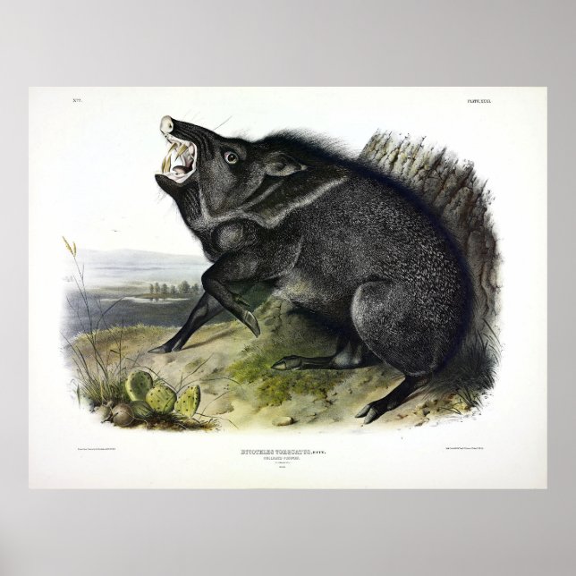 Collared Peccary, or Javelina (Dicotyles tajacu) Poster (Front)