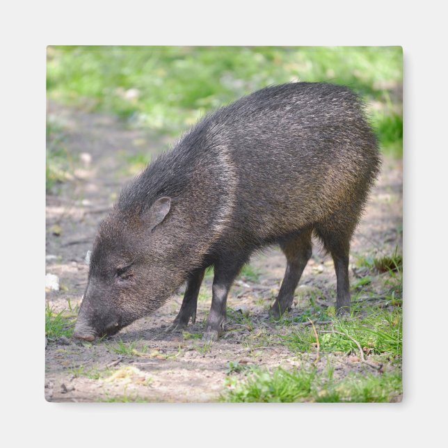 Collared Peccary walking Postcard Metal Ornament S Magnet (Front)