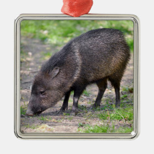 Collared Peccary walking Postcard Metal Tree Decoration