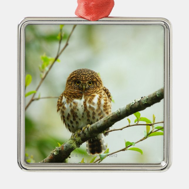 Collared pigmy owlet perching on tree branch, metal tree decoration (Front)
