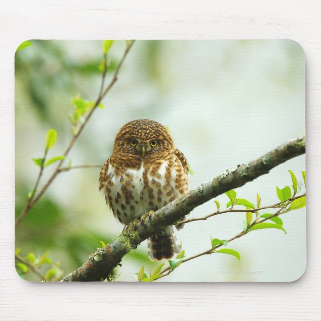 Collared pigmy owlet perching on tree branch, mouse pad (Front)