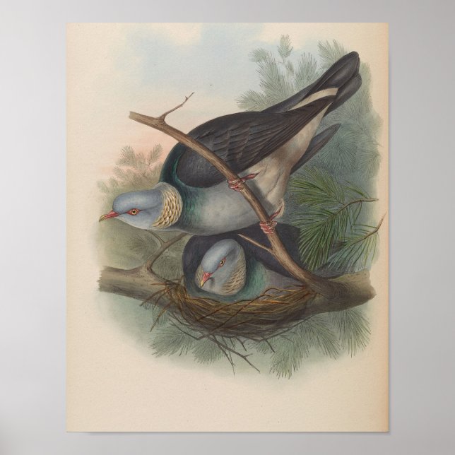 Collared Wood-Pigeon by John Gould Print (Front)