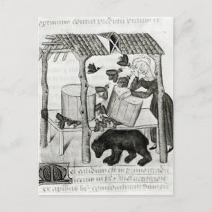 Collecting Honey Postcard