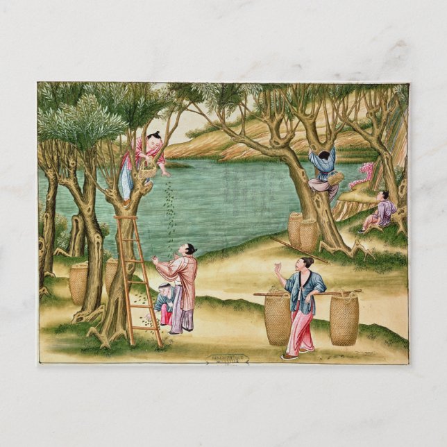 Collecting mulberries postcard (Front)