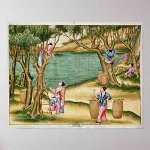 Collecting mulberries poster