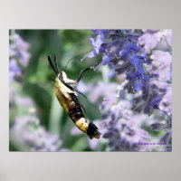 Collecting Nectar  - photography by JB Originals