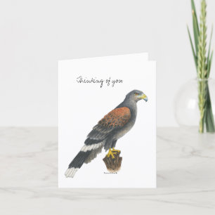 Collection Falcon  Note Card