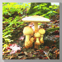 Collection of White Mushrooms