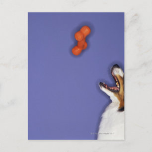 Collie catching plastic bone postcard