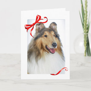 Collie Christmas Cards