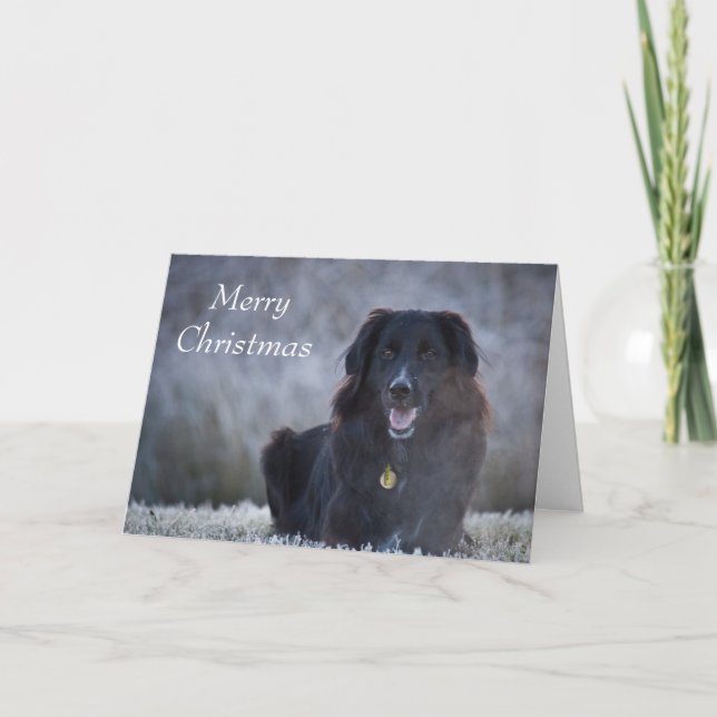 Collie Cross Holiday Card (Front)