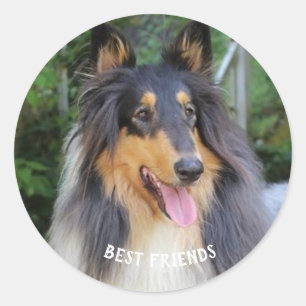 Collie dog Best FRIENDS Classic Round Sticker