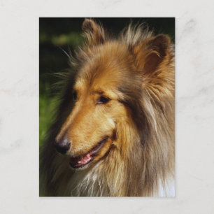 Collie Dog Photograph Postcard