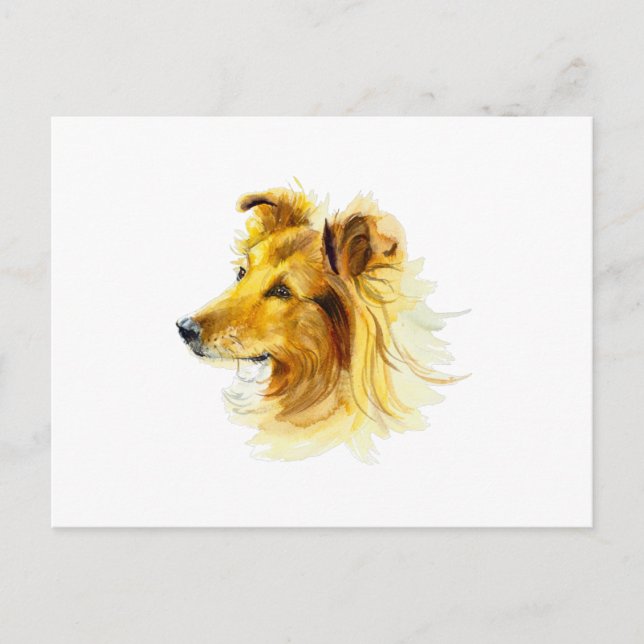 Collie Dog Portrait Postcard (Front)