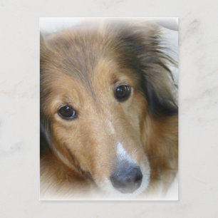 Collie Dog Postcard
