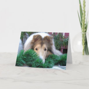 Collie Holiday Card