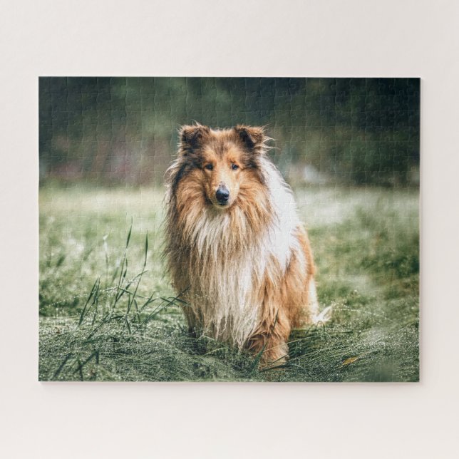 Collie in the Rough Grassland Jigsaw Puzzle (Horizontal)