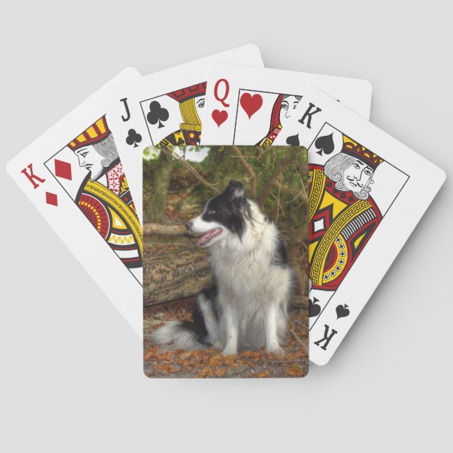 Collie in the woods playing cards (Back)