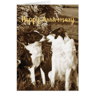 Collie kiss Anniversary card