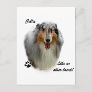 Collie Like No Other Breed Postcard