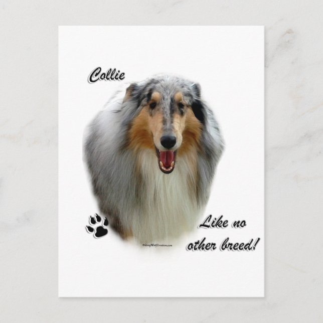 Collie Like No Other Breed Postcard (Front)