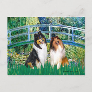Collie Pair 1 - Bridge Postcard