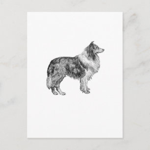 Collie Postcard