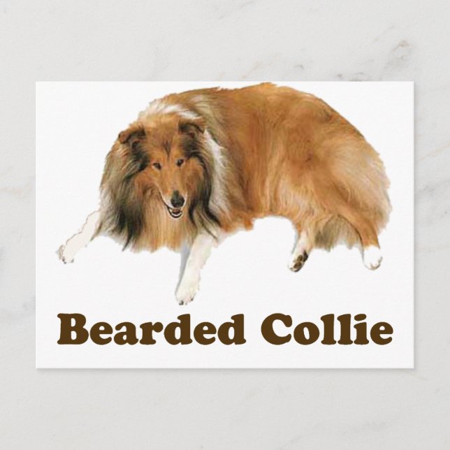 Collie Postcard (Front)