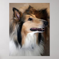 Collie