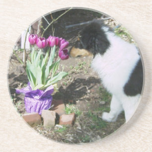 Collie Pup Smells the flowers Coaster