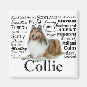 Collie Traits Magnet