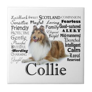 Collie Traits Tile