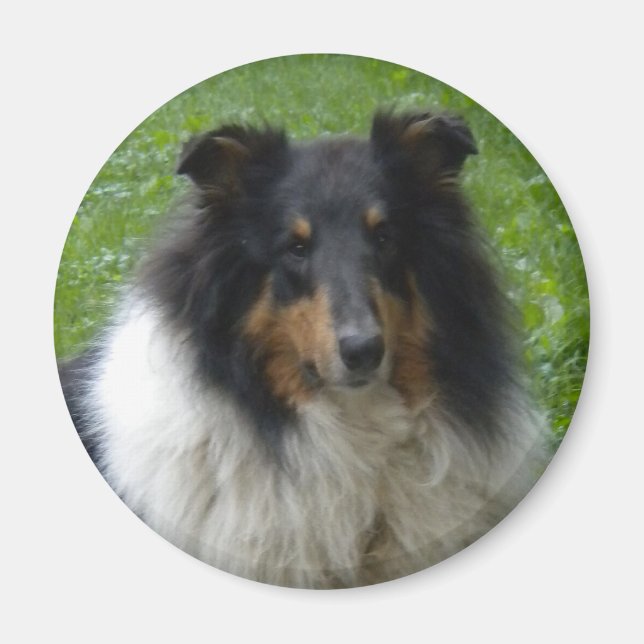 Collie -Tri -Magnet Magnet (Front)